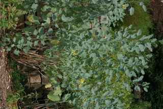 Nicotiana glauca, Tree tobacco