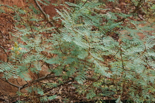 Caesalpinia gilliesii, Bird of paradise bush