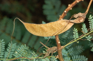 Caesalpinia gilliesii, Bird of paradise bush