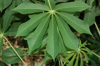 Manihot grahamii, Cassava