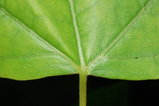 Acer buergerianum, Trident maple