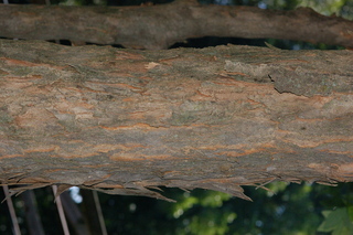 Acer buergerianum, Trident maple