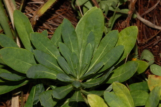 Euphorbia amygdaloides, var Golden glory