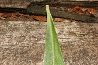Euphorbia amygdaloides, var Golden glory