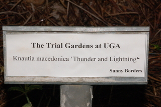 Knautia macedonica, Thunder and lightning