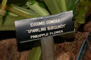 Eucomis comosa, Pineapple flower, var Sparkling beauty, 