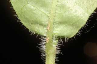 Hieracium scabrum, leaf base under