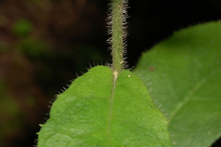 Hieracium scabrum, leaf base upper