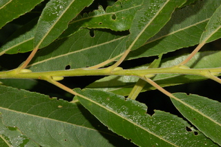 Salix sericea, Silky willow, branching