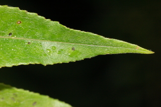 Salix sericea, Silky willow, leaf tip upper