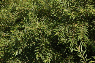 Salix sericea, Silky willow, plant