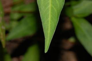 Polygonum pensylvanicum, Pennsylvania smartweed, leaf tip upper