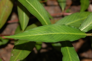 Polygonum pensylvanicum, Pennsylvania smartweed, leaf upper