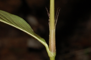 Polygonum pensylvanicum, Pennsylvania smartweed, ocreae sheathing stipules