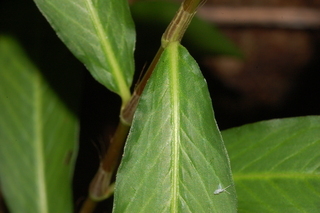 Polygonum pensylvanicum, Pennsylvania smartweedleaf base upper