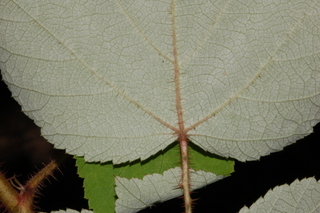 Rubus phoenicolasius, Wine raspbery, leaf base under