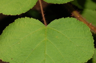 Rubus phoenicolasius, Wine raspbery, leaf base upper