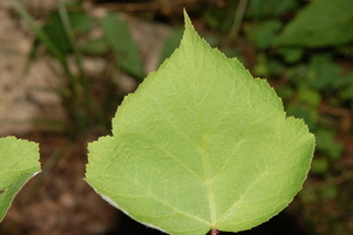 Rubus phoenicolasius, Wine raspbery, leaf upper