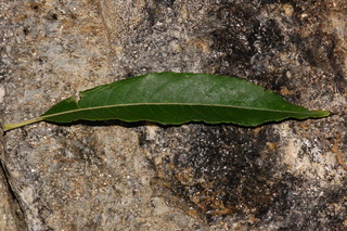 Salix sericea, Silky willow, Leaf upper