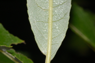 Salix sericea, Silky willow, leaf base under
