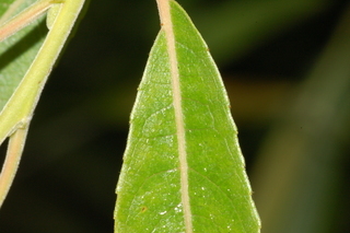 Salix sericea, Silky willow, leaf base upper
