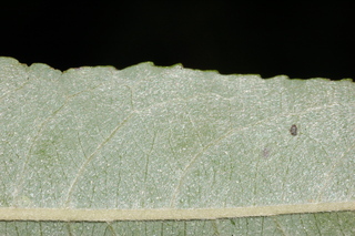 Salix sericea, Silky willow, silky leaf underside
