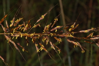 Sorghastrum nutans, Indiangrass