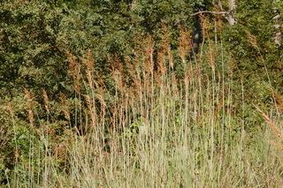 Sorghastrum nutans, Indiangrass, plant