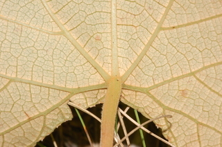 Vitis labrusca, Fox grape, leaf base under