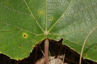 Vitis labrusca, Fox grape, leaf base upper