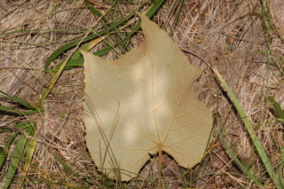 Vitis labrusca, Fox grape, leaf under
