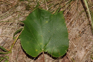 Vitis labrusca, Fox grape, leaf upper
