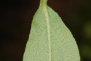 Solidago bicolor, White goldenrod, leaf base under