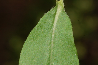 Solidago bicolor, White goldenrod, leaf base upper