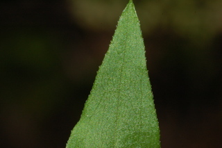 Solidago bicolor, White goldenrod, leaf tip upper
