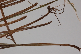Carex atlantica, Prickly bog sedge