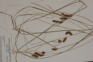 Carex frankii, Franks sedge