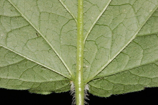 Agastache scrophulariifolia, Purple giant hyssop, leaf base under