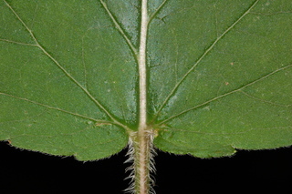 Agastache scrophulariifolia, Purple giant hyssop, leaf base upper