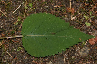 Agastache scrophulariifolia, Purple giant hyssop, leaf upper