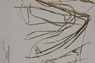 Carex prasina, Drooping sedge