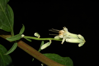 Prenanthes trifoliolata, Gall of the earth