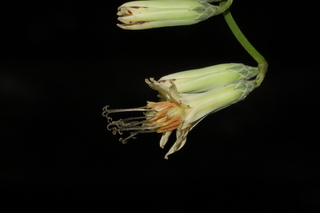 Prenanthes trifoliolata, Gall of the earth, flower