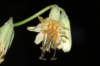 Prenanthes trifoliolata, Gall of the earth, flower
