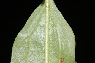 Prenanthes trifoliolata, Gall of the earth, leaf base under