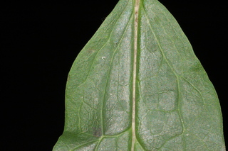 Prenanthes trifoliolata, Gall of the earth, leaf base upper