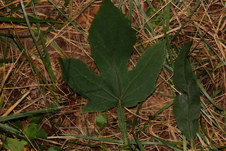 Prenanthes trifoliolata, Gall of the earth, leaf variability