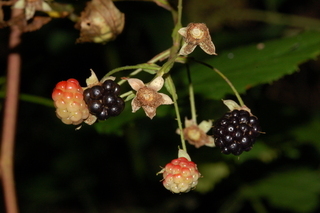 Rubus canadensis