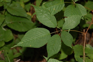 Rubus canadensis, Smooth blackberry