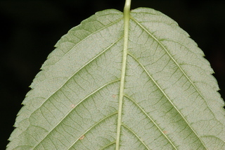 Rubus canadensis, Smooth blackberry, leaf base lower